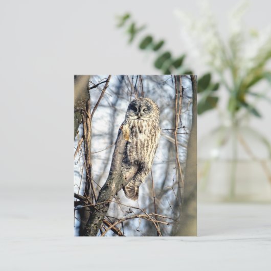 Grote grijze boomkorren - Creamy Brown Watcher Briefkaart (Staand voorkant)