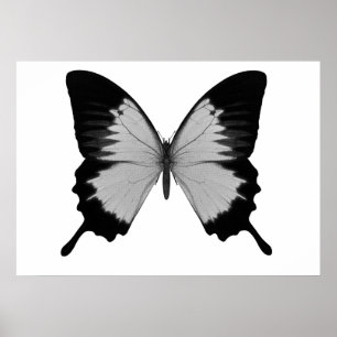 Grote grijze en zwarte vlinder poster
