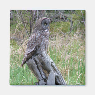 Grote Grijze Owl in het wild Magneet