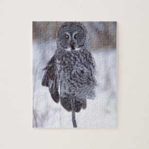 Grote Grijze Uil bij Pine City MN, Legpuzzel