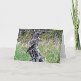 Grote Grijze Uil in het Wilde Kaart