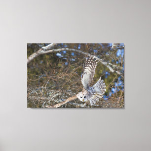 Grote Grijze Uil in Vlucht Canvas Afdruk