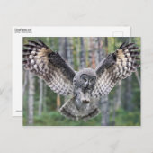 Grote grijze uil jagen briefkaart (Voorkant / Achterkant)