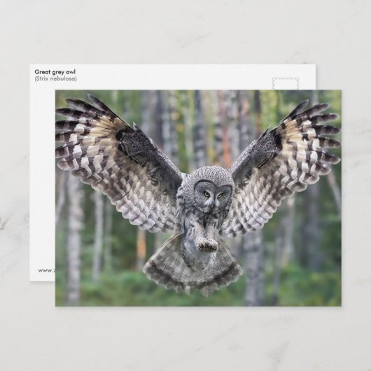 Grote grijze uil jagen briefkaart (Voorkant / Achterkant)