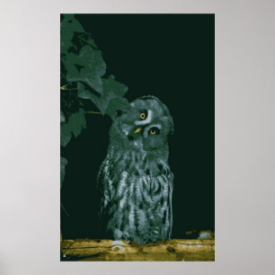 Grote grijze uil Poster
