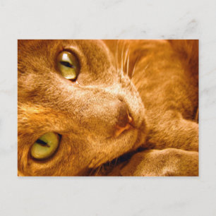 Grote Groenen Briefkaart