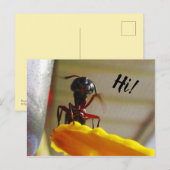 Grote Hallo voor tapijtantengolving Briefkaart (Voorkant / Achterkant)