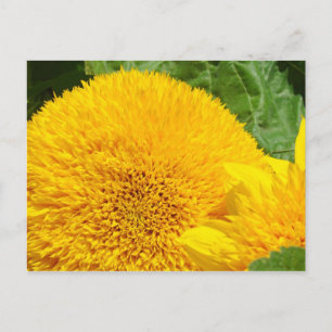 Grote heldere gele zonnebloem ansichtkaarten op ma briefkaart