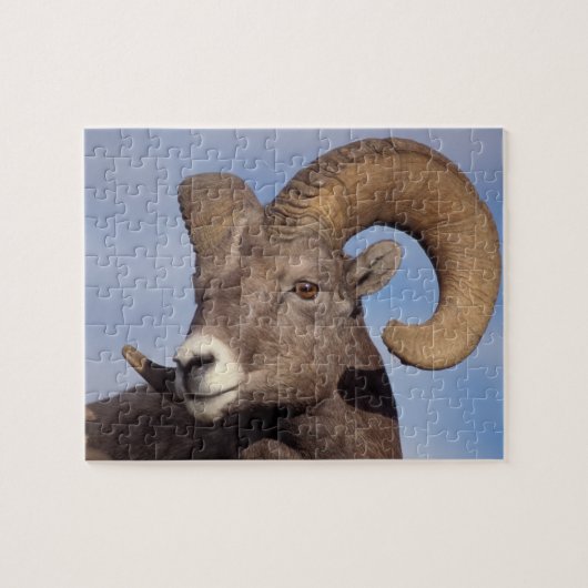 grote hoornschaap, bergschaap, Ovis canadensis, Legpuzzel (Horizontaal)
