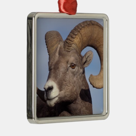 grote hoornschaap, bergschaap, Ovis canadensis, Metalen Ornament (Rechts)