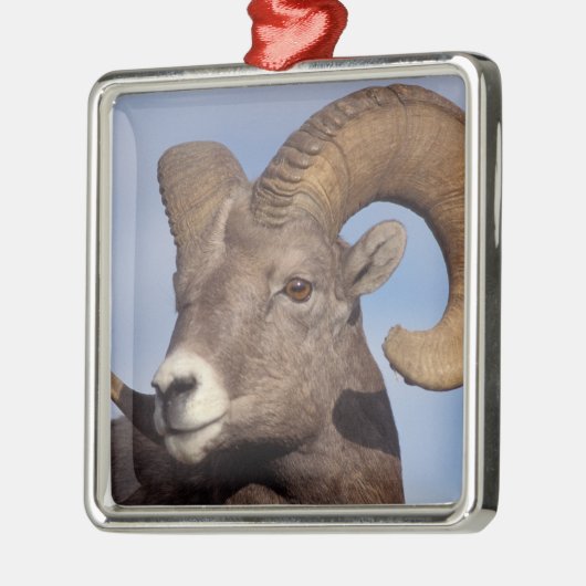 grote hoornschaap, bergschaap, Ovis canadensis, Metalen Ornament (Links)