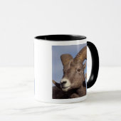 grote hoornschaap, bergschaap, Ovis canadensis, Mok (Voorkant rechts)