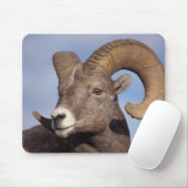 grote hoornschaap, bergschaap, Ovis canadensis, Muismat (Met muis)