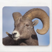grote hoornschaap, bergschaap, Ovis canadensis, Muismat (Voorkant)