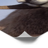 grote hoornschaap, bergschaap, Ovis canadensis, Poster (Hoek)