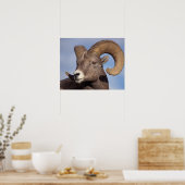 grote hoornschaap, bergschaap, Ovis canadensis, Poster (Keuken)