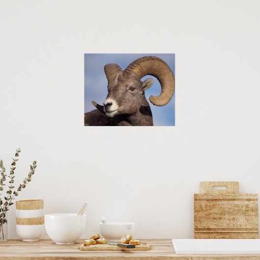 grote hoornschaap, bergschaap, Ovis canadensis, Poster (Keuken)