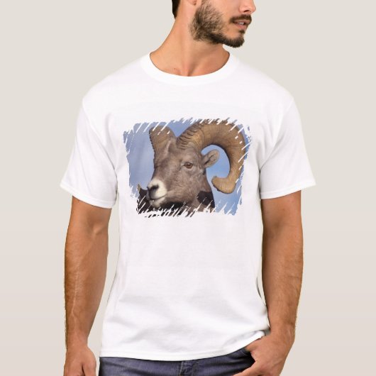 grote hoornschaap, bergschaap, Ovis canadensis, T-shirt (Voorkant)
