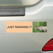 grote hoornschaap bumpersticker (Op auto)