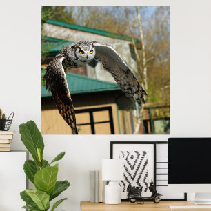 Grote Horn Owl gele ogen 2 Poster