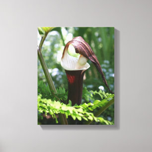 Grote Jack in de aanloopklep Canvas Afdruk