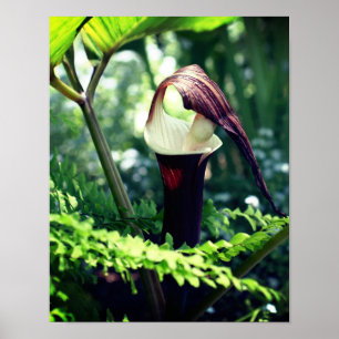 Grote Jack in de aanloopklep Poster