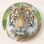 Grote Katachtige Sumatraanse Tijger Foto Zandsteen Onderzetter (Voorkant)