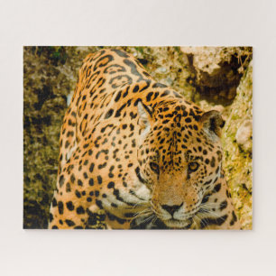 Grote katachtigen Jaguar. Legpuzzel