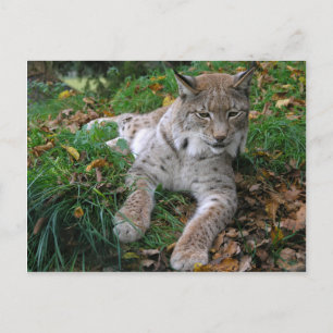 Grote katten - 11 briefkaart