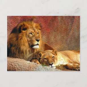 Grote katten - 6 briefkaart