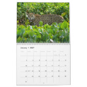 Grote katten. Leon, Leopard, Cheetah, Jaguar Calen Kalender (Jan 2027)