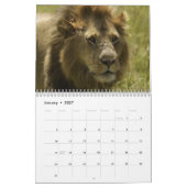 Grote Katten van de Wereld Kalender (Jan 2027)