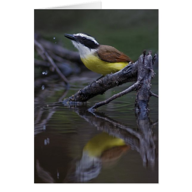 Grote kiskadee (Pitangus sulfaat) (Voorkant)