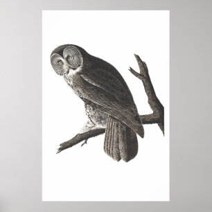, grote, knijpige illustratiedruk voor olieren poster