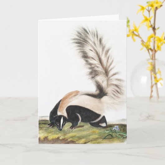 Grote kunk Mephitis macroura Illustratie Kaart (Gele Bloem)