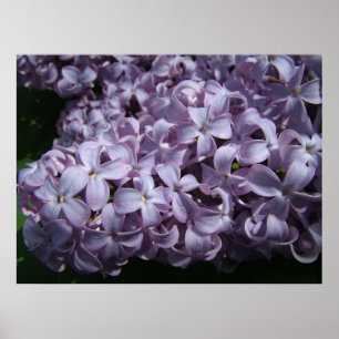 Grote Lila bloemen Poster
