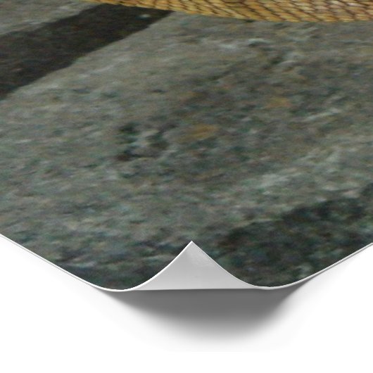 Grote mannetjes Iguana spp. Poster (Hoek)