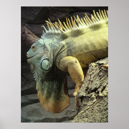 Grote mannetjes Iguana spp. Poster (Voorkant)