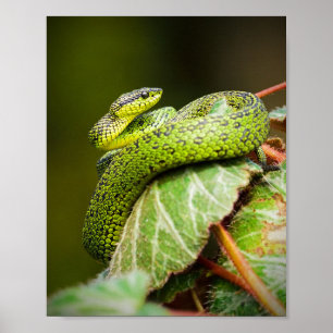 Grote Meren Struik Viper Poster