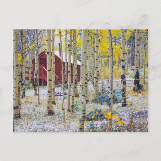 Grote Mesa Solitaire kap in een bos Briefkaart (Voorkant)