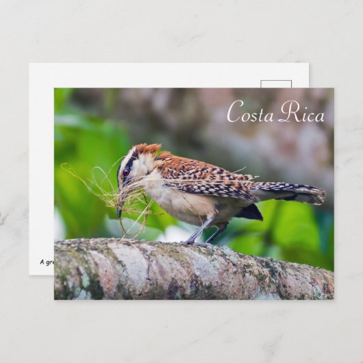 Grote mierendoder die een nest bouwt - Costa Rica Briefkaart (Voorkant / Achterkant)