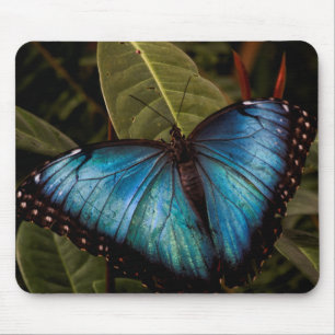 Grote, mooie, blauwe vlinder muismat