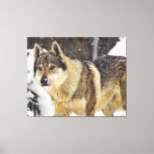 Grote mooie grijze Wilde Wolf in sneeuw Canvas Afdruk (Voorkant)