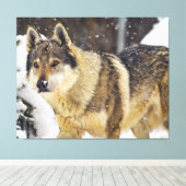 Grote mooie grijze Wilde Wolf in sneeuw Canvas Afdruk (Insitu (Houten vloer))
