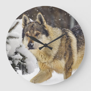Grote mooie grijze Wilde Wolf in sneeuw Klok