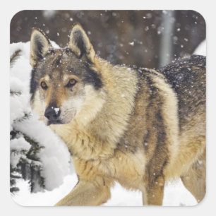 Grote mooie grijze Wilde Wolf in sneeuw Vierkante Sticker