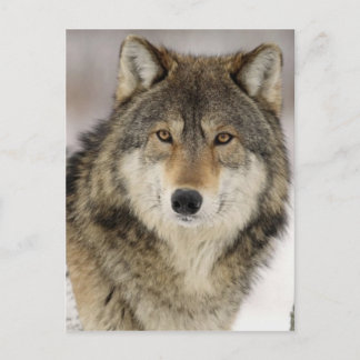 Grote mooie grijze wolf in het wild briefkaart