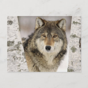 Grote mooie grijze wolf in het wild briefkaart