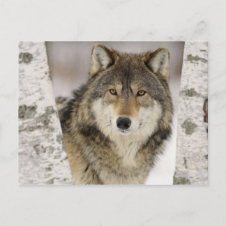 Grote mooie grijze wolf in het wild briefkaart