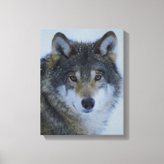 Grote mooie grijze wolf in het wild canvas afdruk (Voorkant)